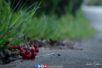 Fotoğraf Atölyemiz Otağtepe Ve Değirmendere Yollarında-10