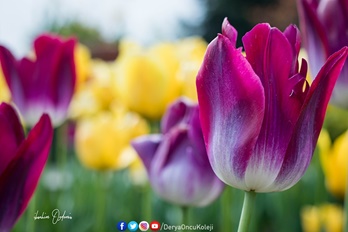 Fotoğraf Atölyemiz Otağtepe Ve Değirmendere Yollarında-19