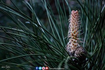 Fotoğraf Atölyemiz Otağtepe Ve Değirmendere Yollarında-9